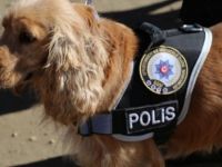 Maden göçüğü aramasında eğitimli köpek desteği