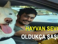 Sokak Hayvanları İçin Bakın Ne Yaptı(?)